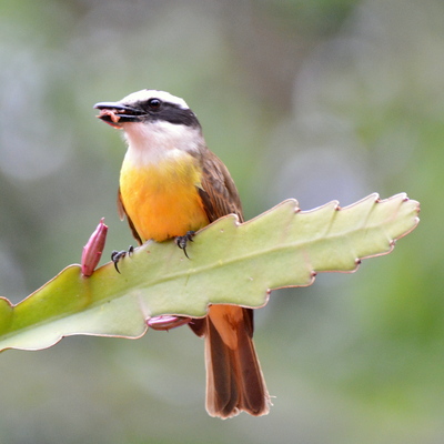 Lesser Kiskadee